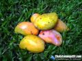 Mango (El salvador fruit)